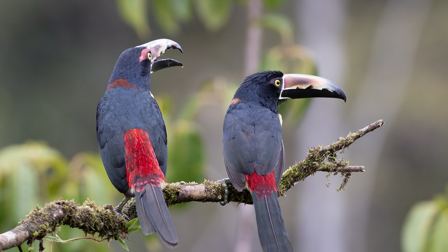 Collared Aracari